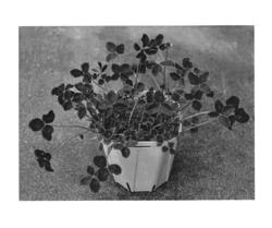 Trifolium plant name 'TFLRE04-0'