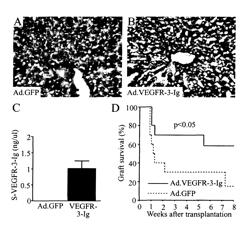 Growth factor antagonists for organ transplant alloimmunity and arteriosclerosis