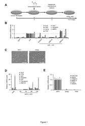 Human Hepatocyte-Like Cells and Uses Thereof