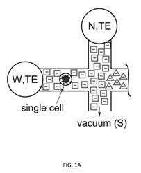 SIMULTANEOUS EXTRACTION AND SEPARATION OF RNA AND DNA FROM SINGLE CELLS USING ELECTROPHORETIC TECHNIQUES