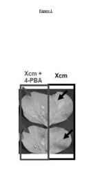 Use of 4-Phenylbutyric Acid for Improving the Tolerance of Plants to Harmful Biological Organisms