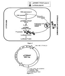 Capping-Prone RNA Polymerase Enzymes and Their Applications