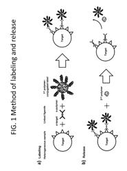 Compositions and Methods for Rapid and Reversible Biomolecular Labeling