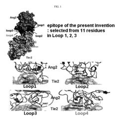 ANTIBODY SPECIFICALLY BINDING TO ANG2 AND USE THEREOF