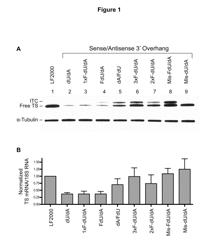 Modified siRNA molecules incorporating 5-fluoro-2′-deoxyuridine residues to enhance cytotoxicity