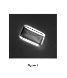 Insulin-oligomer conjugates, formulations and uses thereof