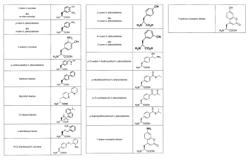 Orthogonal translation components for the in vivo incorporation of unnatural amino acids