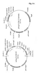 Antibodies against human angiopoietin 2