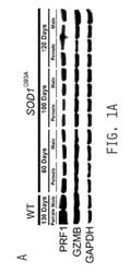 COMPOSITIONS AND METHODS FOR TREATING AMYOTROPHIC LATERAL SCLEROSIS