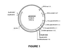 VECTORS AND METHODS FOR IMPROVED PLANT TRANSFORMATION EFFICIENCY