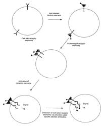 Methods and compositions for detecting receptor-ligand interactions in single cells