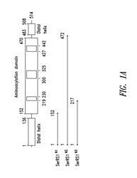 INNOVATIVE DISCOVERY OF THERAPEUTIC, DIAGNOSTIC, AND ANTIBODY COMPOSITIONS RELATED TO PROTEIN FRAGMENTS OF SERYL-TRNA SYNTHETASES