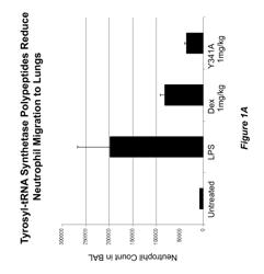 Aminoacyl tRNA synthetases for modulating inflammation