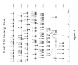 Antibody production