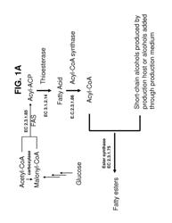 Production of fatty acid derivatives