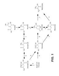 Microorganisms for producing methacrylic acid and methacrylate esters and methods related thereto