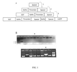 HYDROGELS FOR DELIVERY OF THERAPEUTIC POLYPEPTIDES