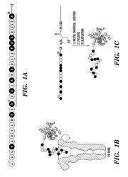 METHOD FOR DELIVERING AGENTS INTO CELLS USING BACTERIAL TOXINS