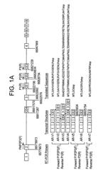 Compositions and methods for treating or preventing prostate cancer and for detecting androgen receptor variants