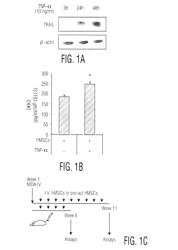 Treatment of Tumors with Activated Mesenchymal Stem Cells