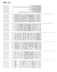 THERMOPHILIC AND THERMOACIDOPHILIC BIOPOLYMER DEGRADING GENES AND ENZYMES FROM ALICYCLOBACILLUS ACIDOCALDARIUS AND RELATED ORGANISMS, METHODS