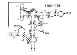 Methods For Rapid Identification Of Pathogens In Humans And Animals