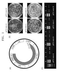 Shuttle vectors for Corynebacterium and Escherichia coli