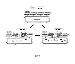 CATIONIC ANTIMICROBIAL PEPTIDES