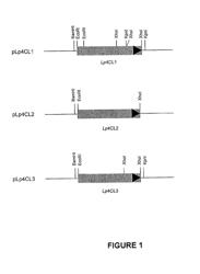 Modification of Lignin Biosynthesis