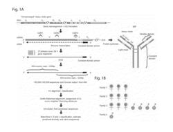 Measurement and Comparison of Immune Diversity by High-Throughput Sequencing