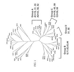 DETECTION OF NUCLEIC ACIDS FROM MULTIPLE TYPES OF HUMAN PAPILLOMAVIRUS