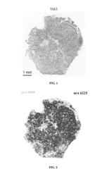 Determining an expression status of human epidermal growth factor receptor 2 (HER2) in a biological sample