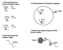 Methods and compositions for nucleic acid amplification