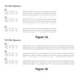 Antibodies to bone marrow stromal antigen 1