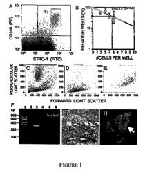 Perivascular mesenchymal precursor cell induced blood vessel formation