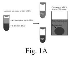 Engineering individually addressable cellular spheroids using aqueous two-phase systems