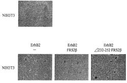 METHOD FOR INHIBITING SIGNALING MEDIATED BY ERBB2, SIGNALING INHIBITOR TO BE USED THEREFOR AND USE THEREOF