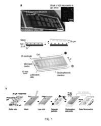 Electrophoretic Separation Devices and Methods for Using the Same