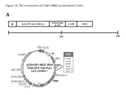 CHIMERIC ANTIGEN RECEPTOR-EXPRESSING T CELLS AS ANTI-CANCER THERAPEUTICS