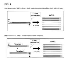 DRE4 NUCLEIC ACID MOLECULES THAT CONFER RESISTANCE TO COLEOPTERAN PESTS