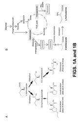 Compositions and methods for the production of L-homoalanine