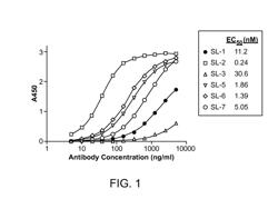 Methods of Treating Hematological Proliferative Disorders by Targeting EphA3 Expressed on Aberrant Vasculature in Bone Marrow