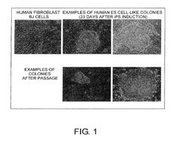 METHOD FOR PRODUCTION OF REPROGRAMMED CELL USING CHROMOSOMALLY UNINTEGRATED VIRUS VECTOR