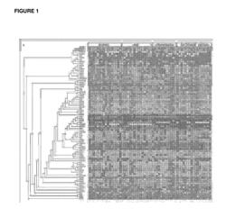 METHOD FOR OBTAINING DATA THAT ARE USEFUL FOR THE DIAGNOSIS, PROGNOSIS AND CLASSIFICATION OF PATIENTS WITH CHRONIC OBSTRUCTIVE PULMONARY DISEASE (COPD) AND/OR LUNG CANCER