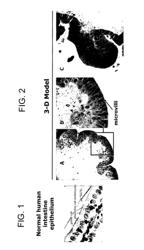 Multicellular organotypic model of human intestinal mucosa