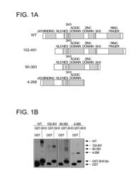 Methods for identifying modulators of murine double minute 2