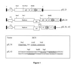 System For Expression Of Genes In Plants From A Virus-Based Expression Vector