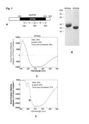 Non-cadherin polypeptide potentitators of cry proteins