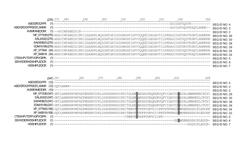 ADDL receptor polypeptides, polynucleotides and host cells for recombinant production