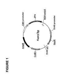 Method of inactivating a glucocorticoid receptor gene in an isolated cell